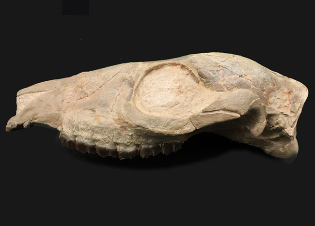 極めて保存状態良好！古代の馬、メソヒップス（Mesohippus bairdi）の頭蓋骨の化石（その2）