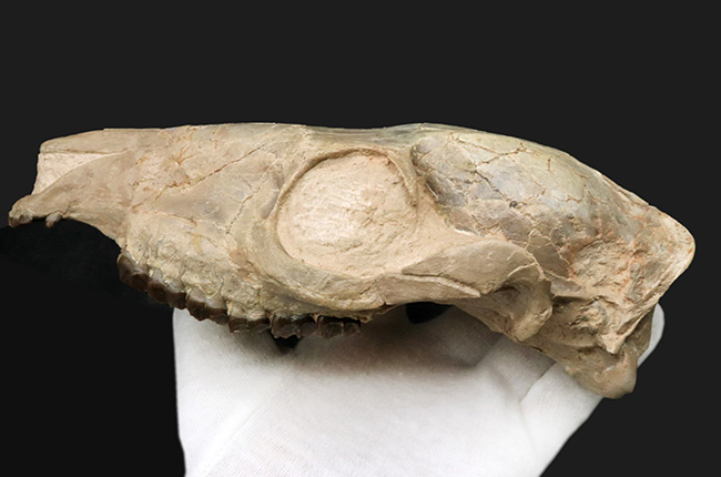 極めて保存状態良好！古代の馬、メソヒップス（Mesohippus bairdi）の頭蓋骨の化石（その3）
