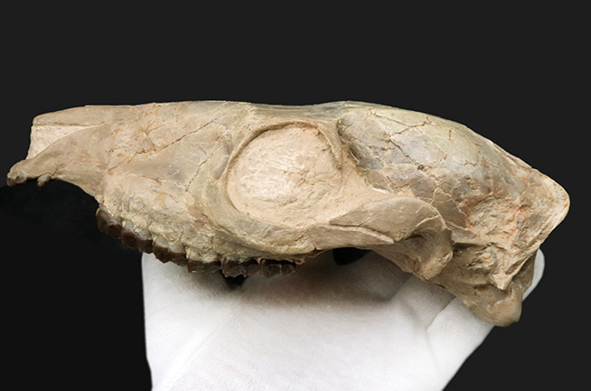 極めて保存状態良好!古代の馬、メソヒップス(Mesohippus bairdi)の頭蓋骨の化石(その3)