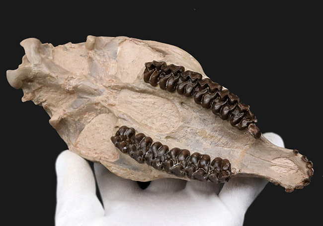 極めて保存状態良好！古代の馬、メソヒップス（Mesohippus bairdi）の頭蓋骨の化石（その4）