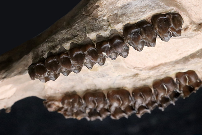 極めて保存状態良好!古代の馬、メソヒップス(Mesohippus bairdi)の頭蓋骨の化石(その5)