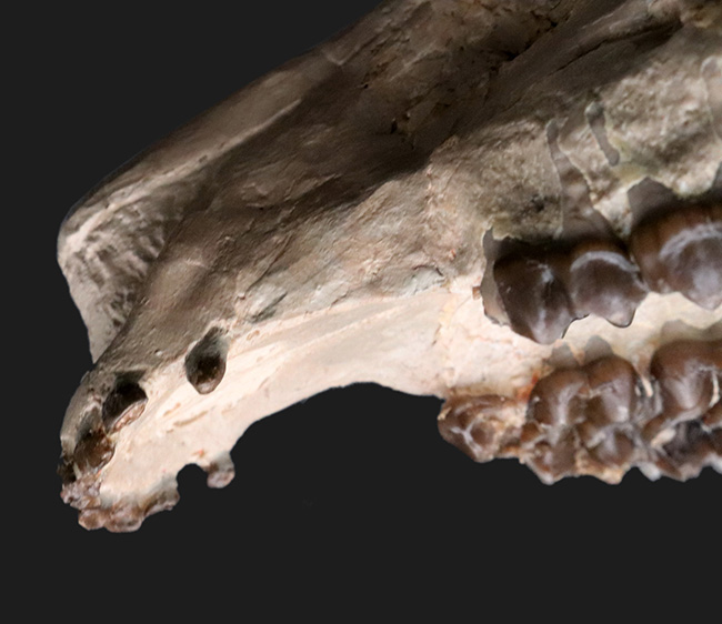 極めて保存状態良好!古代の馬、メソヒップス(Mesohippus bairdi)の頭蓋骨の化石(その6)