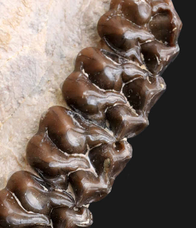 極めて保存状態良好!古代の馬、メソヒップス(Mesohippus bairdi)の頭蓋骨の化石(その7)
