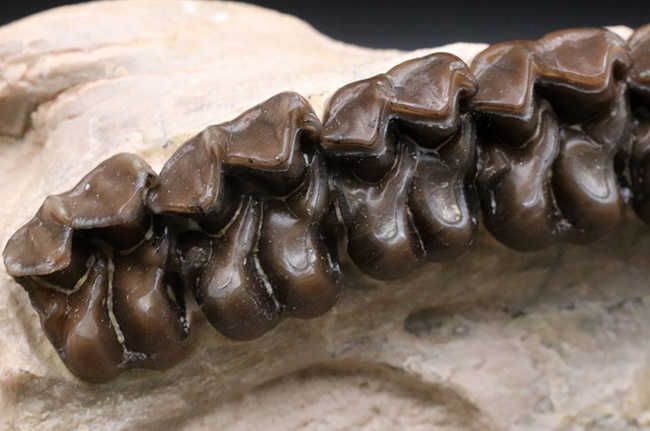 極めて保存状態良好!古代の馬、メソヒップス(Mesohippus bairdi)の頭蓋骨の化石(その8)