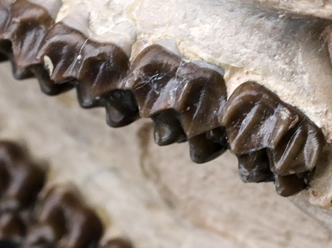 極めて保存状態良好!古代の馬、メソヒップス(Mesohippus bairdi)の頭蓋骨の化石(その9)