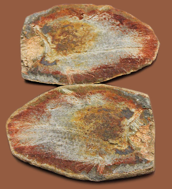極めて希少、マダガスカル産三畳紀シーラカンス（Whiteia woodwardi）のネガポジ化石（その1）