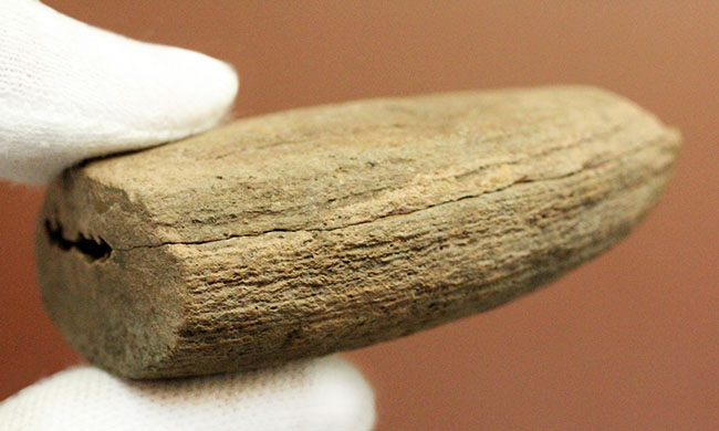 極めて希少、マダガスカル産三畳紀シーラカンス（Whiteia woodwardi）のネガポジ化石（その10）