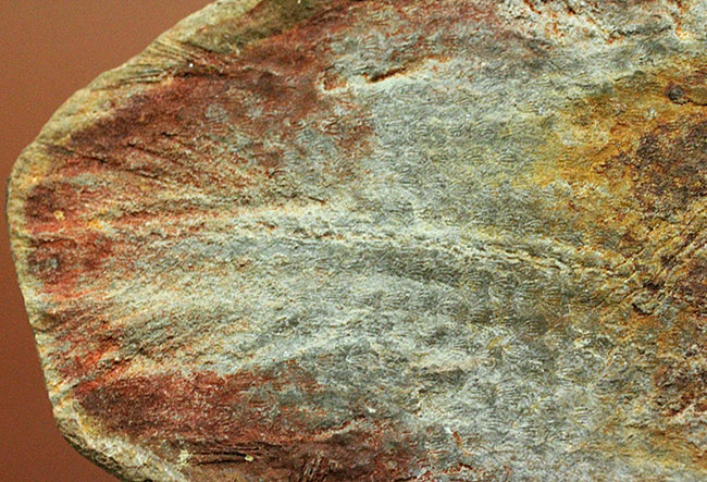 極めて希少、マダガスカル産三畳紀シーラカンス（Whiteia woodwardi）のネガポジ化石（その12）