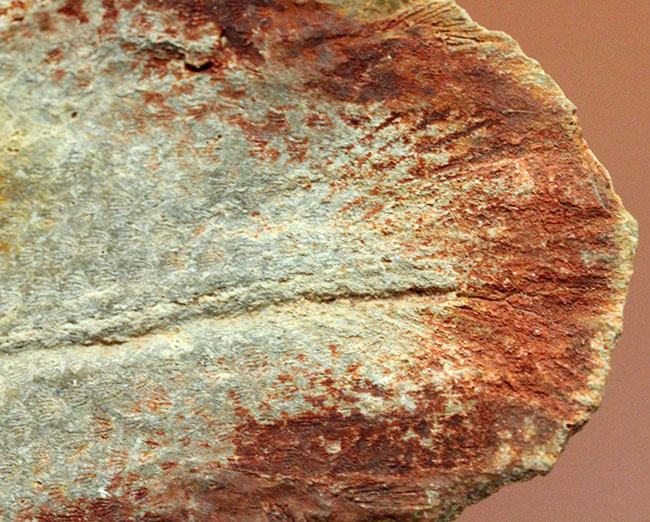 極めて希少、マダガスカル産三畳紀シーラカンス（Whiteia woodwardi）のネガポジ化石（その14）