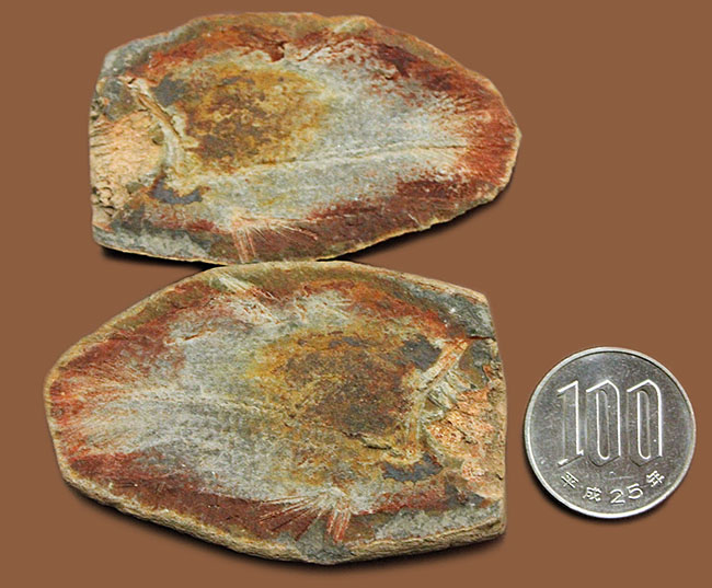 極めて希少、マダガスカル産三畳紀シーラカンス（Whiteia woodwardi）のネガポジ化石（その15）