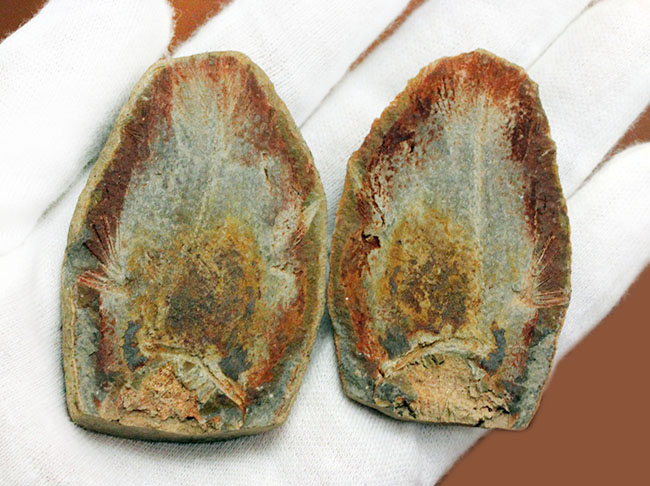 極めて希少、マダガスカル産三畳紀シーラカンス（Whiteia woodwardi）のネガポジ化石（その3）