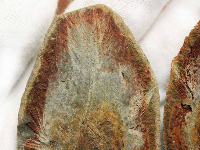 極めて希少、マダガスカル産三畳紀シーラカンス（Whiteia woodwardi）のネガポジ化石（その4）