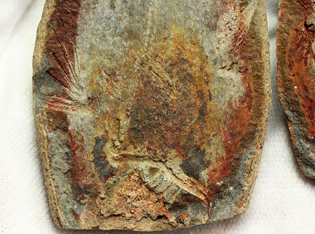 極めて希少、マダガスカル産三畳紀シーラカンス（Whiteia woodwardi）のネガポジ化石（その5）