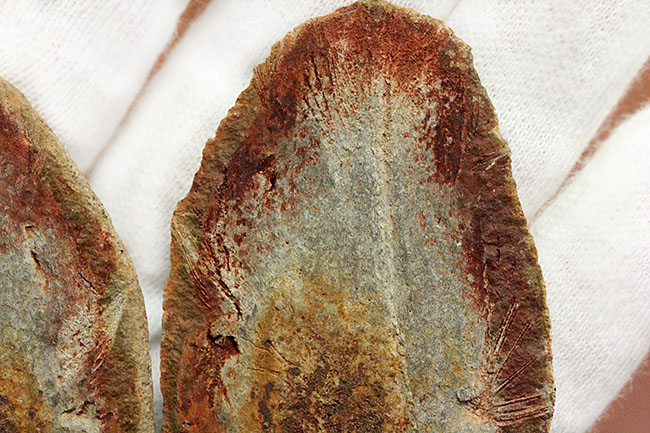 極めて希少、マダガスカル産三畳紀シーラカンス（Whiteia woodwardi）のネガポジ化石（その6）