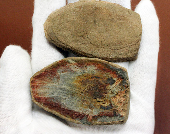 極めて希少、マダガスカル産三畳紀シーラカンス（Whiteia woodwardi）のネガポジ化石（その7）
