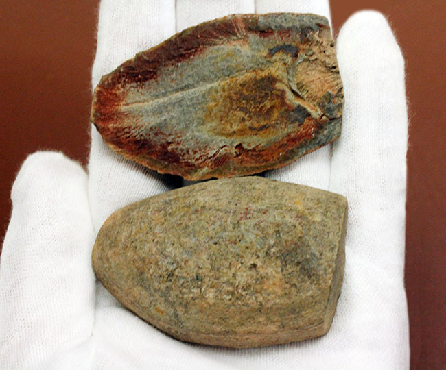 極めて希少、マダガスカル産三畳紀シーラカンス（Whiteia woodwardi）のネガポジ化石（その8）