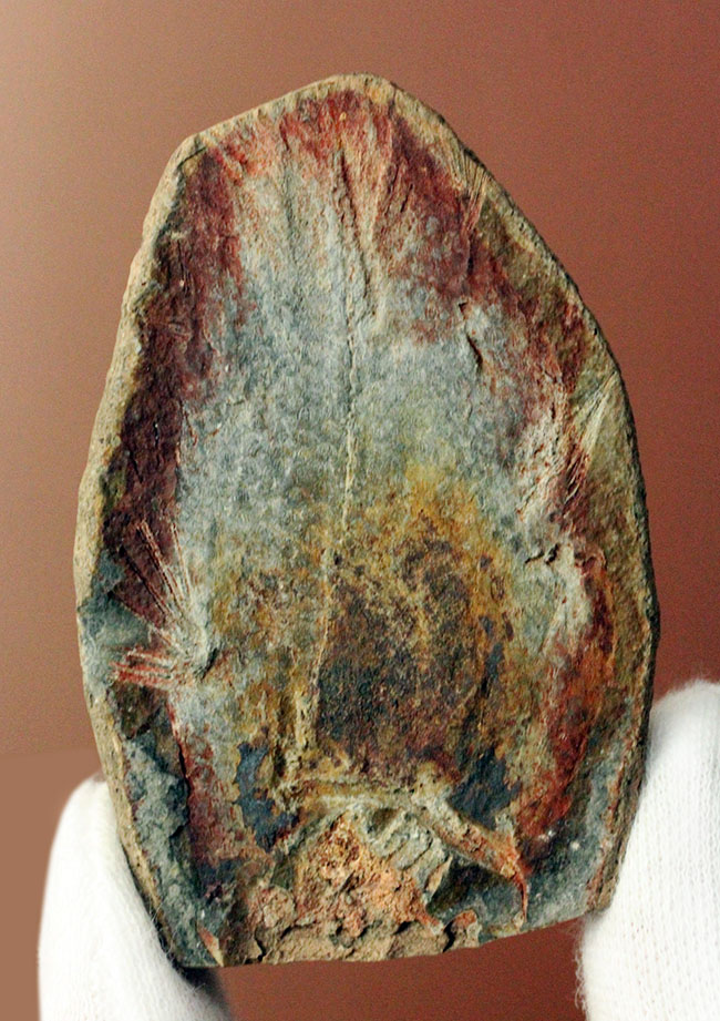 極めて希少、マダガスカル産三畳紀シーラカンス（Whiteia woodwardi）のネガポジ化石（その9）