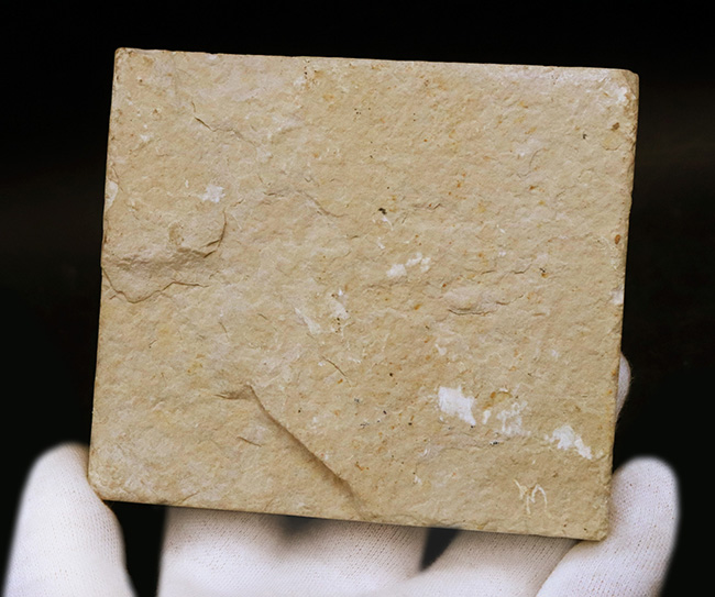 美しく素直なポーズ、78ミリ級の大きな個体!米国ワイオミング州の「州の化石」に指定されている絶滅古代魚、ナイティア(その5)