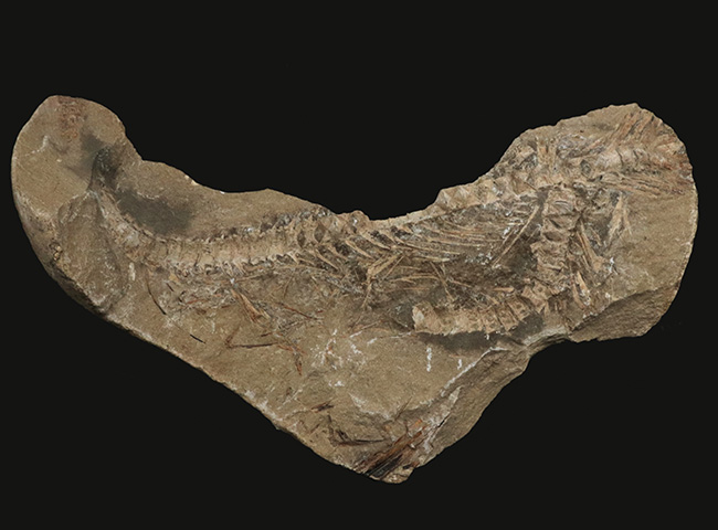 サービスプライス！ブラジルサンタナ層より発見された１億年以上前の古代魚の部分化石（その1）