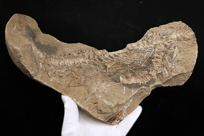 サービスプライス！ブラジルサンタナ層より発見された１億年以上前の古代魚の部分化石（その2）