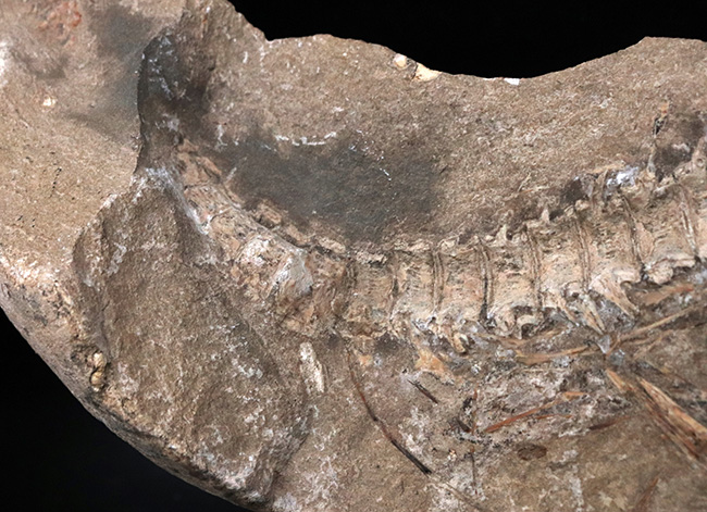 サービスプライス！ブラジルサンタナ層より発見された１億年以上前の古代魚の部分化石（その3）
