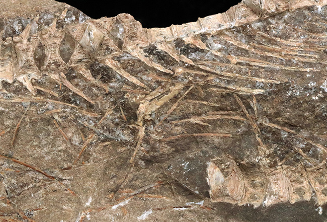 サービスプライス！ブラジルサンタナ層より発見された１億年以上前の古代魚の部分化石（その4）