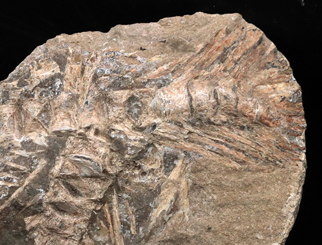 サービスプライス！ブラジルサンタナ層より発見された１億年以上前の古代魚の部分化石（その5）