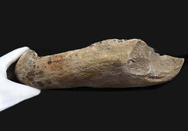 サービスプライス！ブラジルサンタナ層より発見された１億年以上前の古代魚の部分化石（その7）