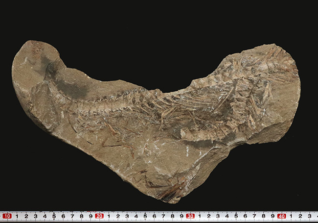サービスプライス！ブラジルサンタナ層より発見された１億年以上前の古代魚の部分化石（その8）