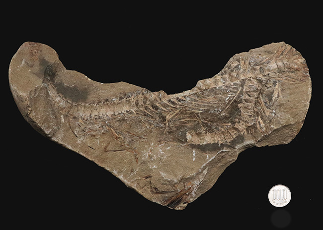サービスプライス！ブラジルサンタナ層より発見された１億年以上前の古代魚の部分化石（その9）