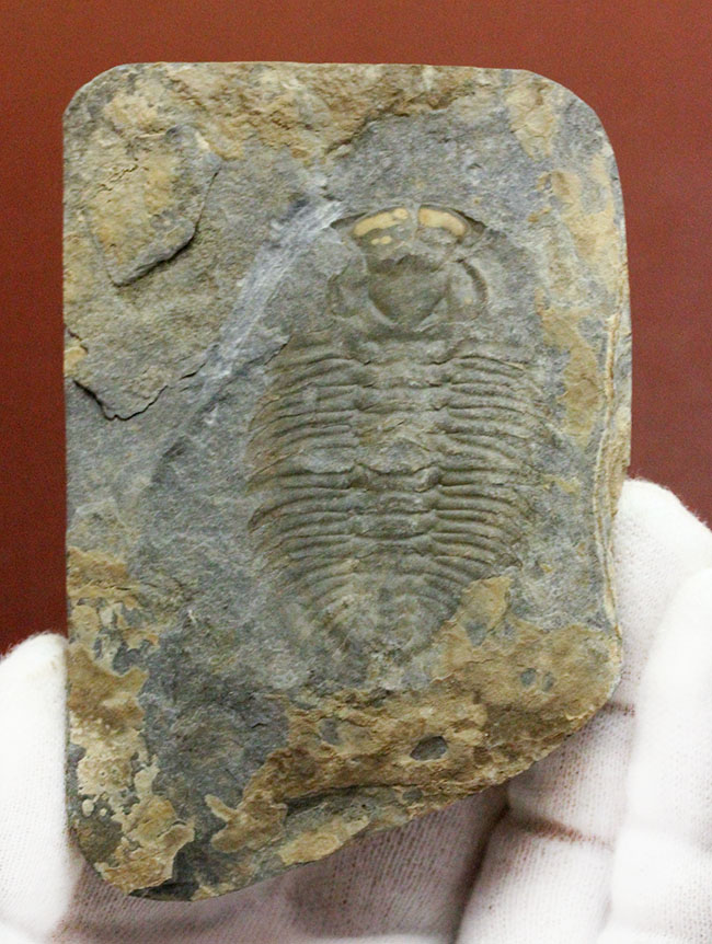 極めてレア、珍しい三葉虫、アタバスキア・ビツゥス(Athabaskia bithus)。コリネクソカス目ドリコメトプス科。(その1)