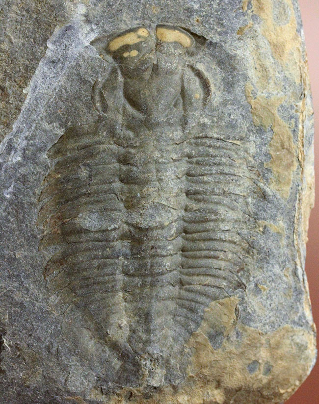 極めてレア、珍しい三葉虫、アタバスキア・ビツゥス(Athabaskia bithus)。コリネクソカス目ドリコメトプス科。(その2)