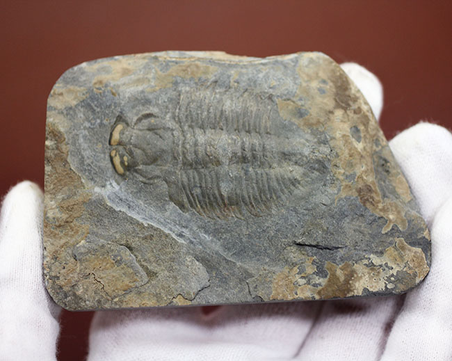 極めてレア、珍しい三葉虫、アタバスキア・ビツゥス(Athabaskia bithus)。コリネクソカス目ドリコメトプス科。(その3)