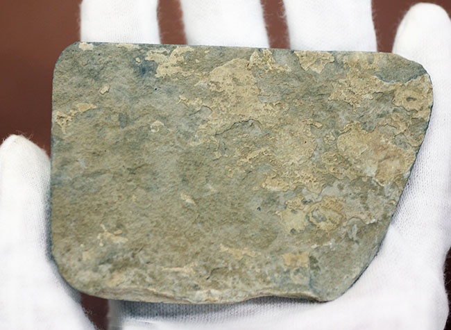 極めてレア、珍しい三葉虫、アタバスキア・ビツゥス(Athabaskia bithus)。コリネクソカス目ドリコメトプス科。(その4)