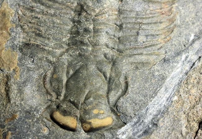 極めてレア、珍しい三葉虫、アタバスキア・ビツゥス(Athabaskia bithus)。コリネクソカス目ドリコメトプス科。(その5)
