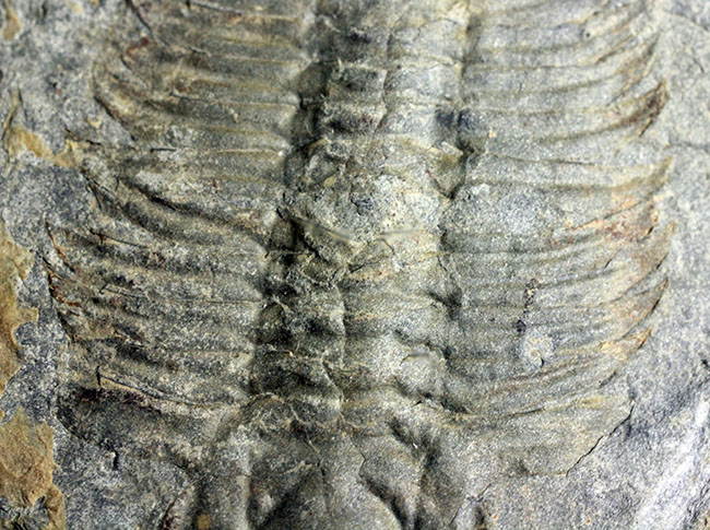 極めてレア、珍しい三葉虫、アタバスキア・ビツゥス(Athabaskia bithus)。コリネクソカス目ドリコメトプス科。(その6)