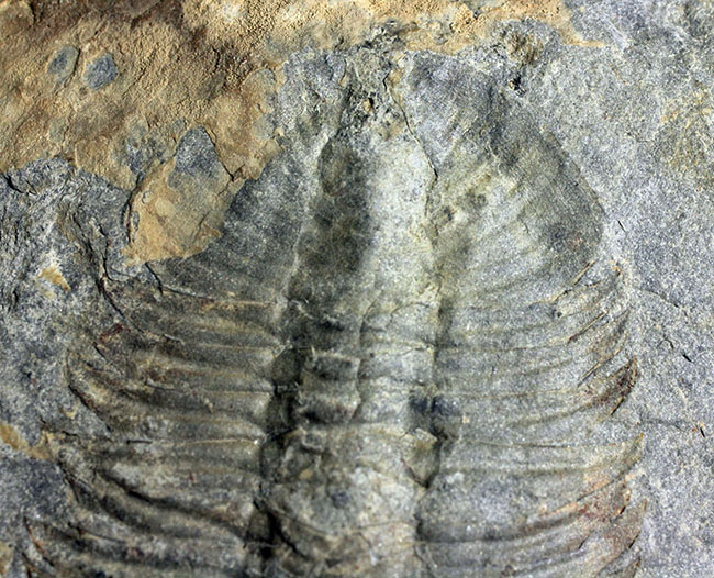 極めてレア、珍しい三葉虫、アタバスキア・ビツゥス(Athabaskia bithus)。コリネクソカス目ドリコメトプス科。(その7)
