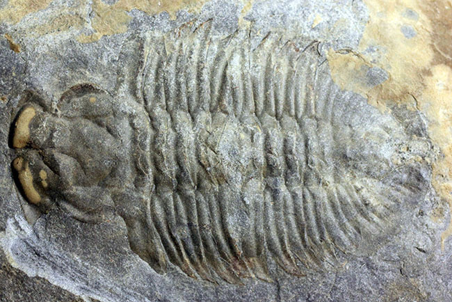 極めてレア、珍しい三葉虫、アタバスキア・ビツゥス(Athabaskia bithus)。コリネクソカス目ドリコメトプス科。(その8)