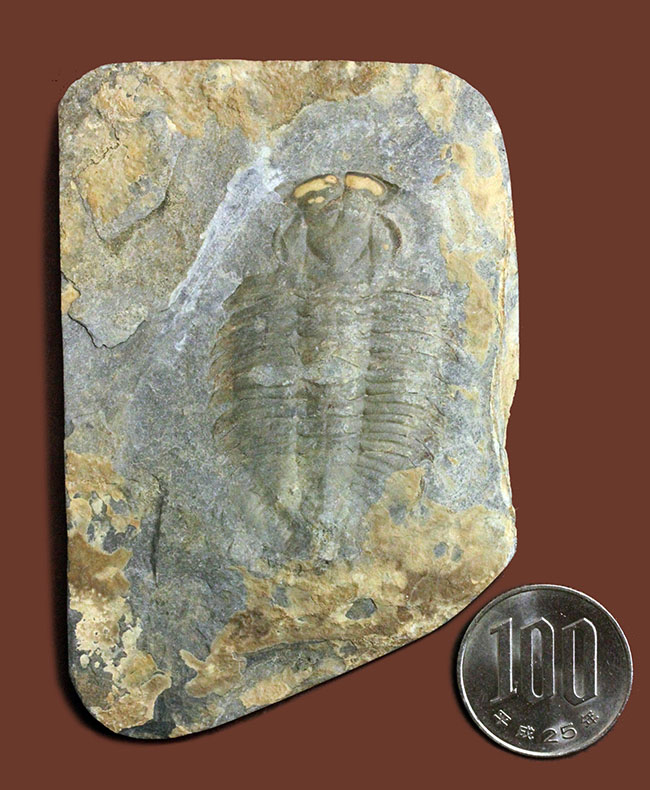 極めてレア、珍しい三葉虫、アタバスキア・ビツゥス(Athabaskia bithus)。コリネクソカス目ドリコメトプス科。(その9)