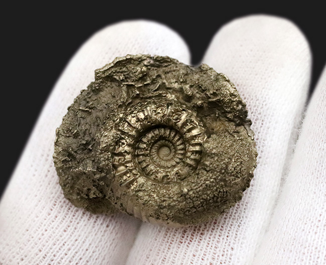 美しい色と光沢！フランス・アヴェイロン産の黄鉄鉱化アンモナイト（Ammonite）（その4）