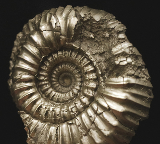 美しい色と光沢！フランス・アヴェイロン産の黄鉄鉱化アンモナイト（Ammonite）（その5）