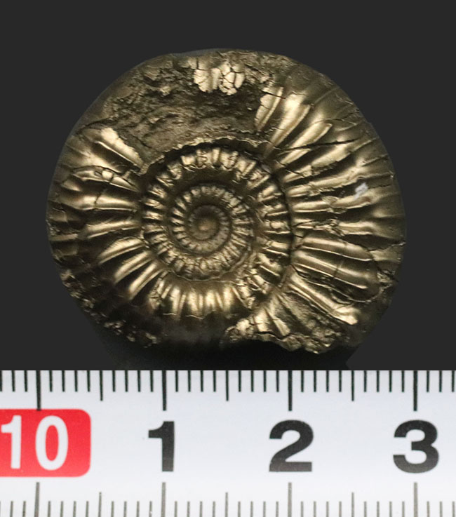 美しい色と光沢！フランス・アヴェイロン産の黄鉄鉱化アンモナイト（Ammonite）（その7）