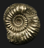 美しい色と光沢！フランス・アヴェイロン産の黄鉄鉱化アンモナイト（Ammonite）