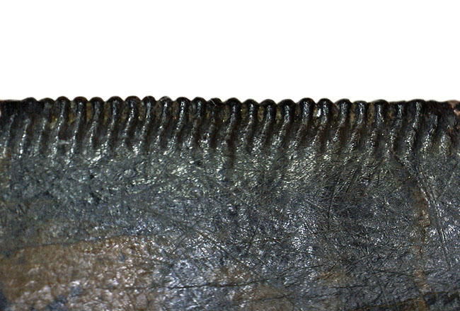 ザ・パーフェクト、滅多にマーケットに出ないティラノサウルス科の雄、ゴルゴサウルス（Gorgosaurus libratus）の歯化石（その16）