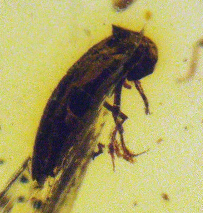 抜群の透明度を誇り、甲虫のような虫を含んだ、シンプルながら、見ごたえのあるバーマイト（Burmite）（その1）