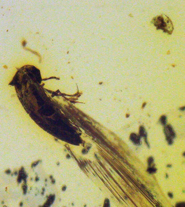 抜群の透明度を誇り、甲虫のような虫を含んだ、シンプルながら、見ごたえのあるバーマイト（Burmite）（その3）