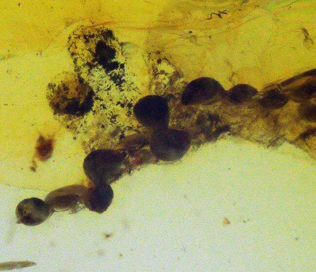 抜群の透明度を誇り、甲虫のような虫を含んだ、シンプルながら、見ごたえのあるバーマイト（Burmite）（その4）