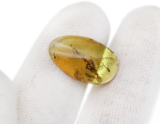 抜群の透明度を誇り、甲虫のような虫を含んだ、シンプルながら、見ごたえのあるバーマイト（Burmite）（その6）