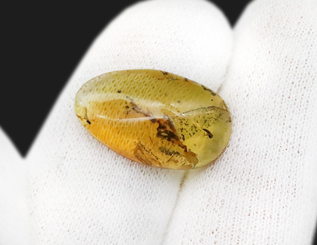 抜群の透明度を誇り、甲虫のような虫を含んだ、シンプルながら、見ごたえのあるバーマイト（Burmite）（その7）