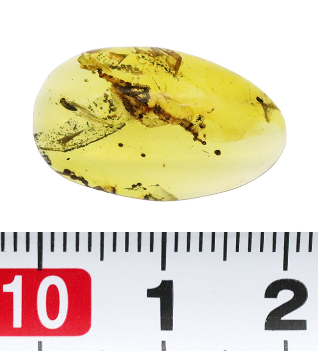 抜群の透明度を誇り、甲虫のような虫を含んだ、シンプルながら、見ごたえのあるバーマイト（Burmite）（その8）